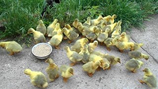 Выращивание гусей в домашних условиях. Инкубация гусиных яиц.