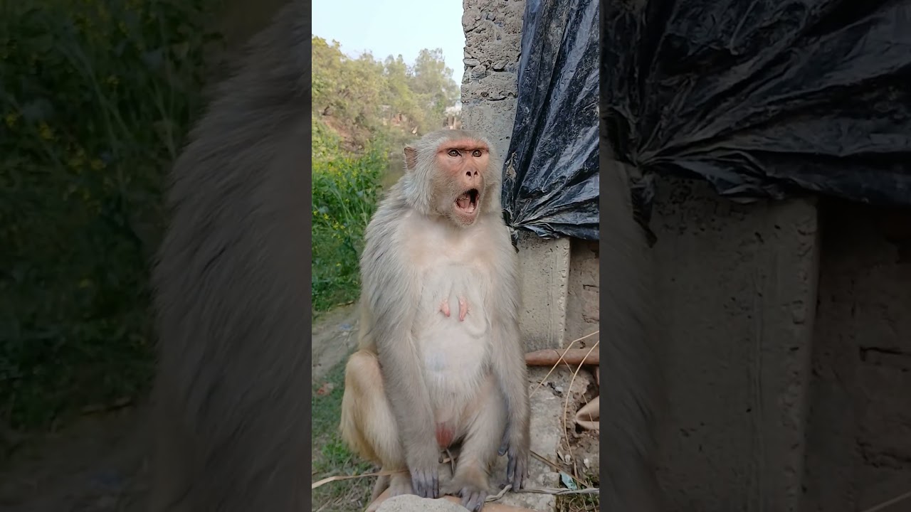 monkey funny face expression 