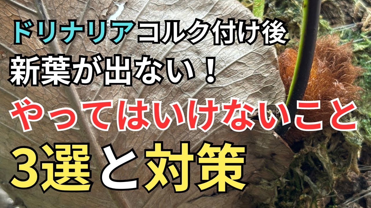 ドリナリアコルク付け後に絶対にやってはいけないこと3選