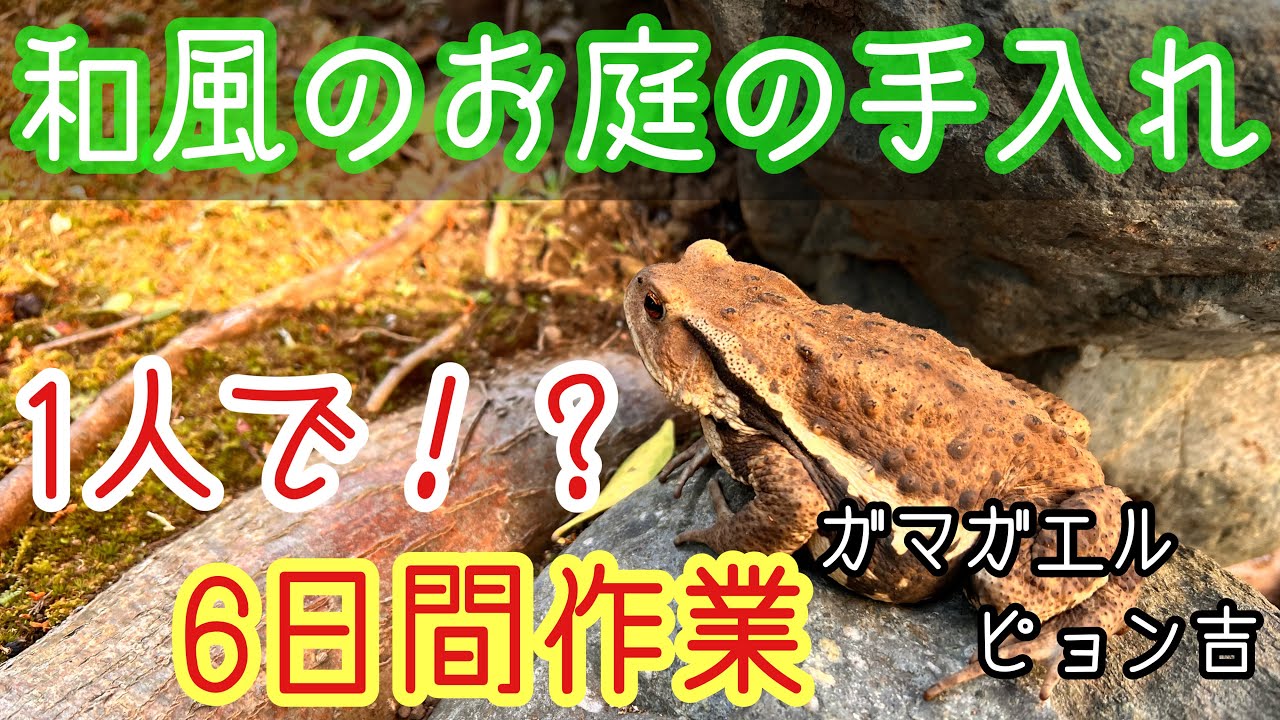 【和風のお庭の手入れ】プロが行う苔庭のお庭の手入れ - YouTube