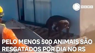 Pelo menos 500 animais de estimação são resgatados por dia no RS