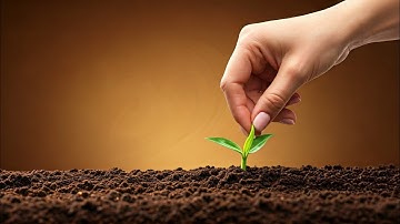 How to grow guava trees from guava leaves - With 100% Success #graftinghacks