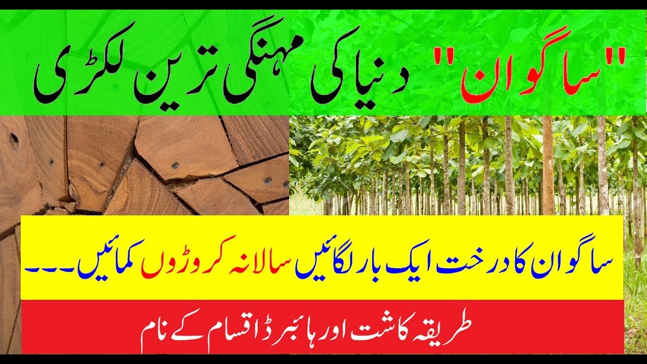 How To Grow Teak Tree Best Business Idea For Farmers Sagwan Wood how-to-grow-teak-tree-best-business-idea-for-farmers-sagwan-wood
