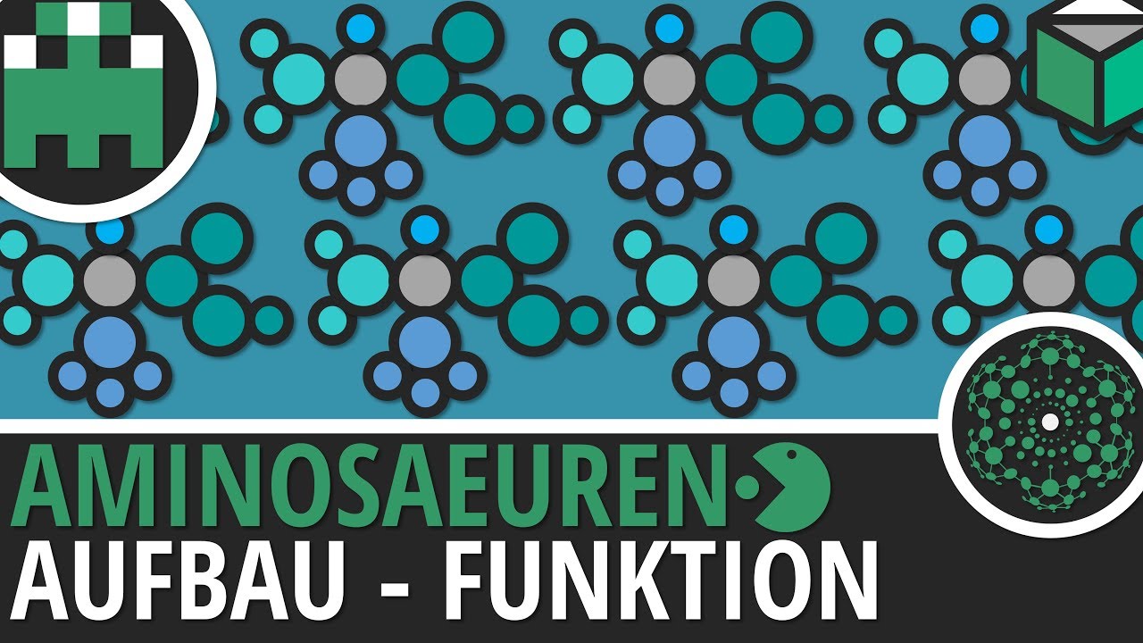 Aminosäuren Aufbau und Funktion einfach erklärt│Biologie Lernvideo [Learning Level Up]