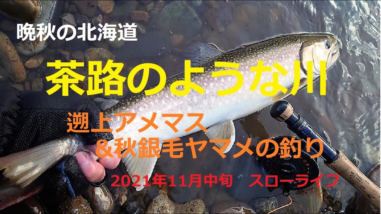 2021年11月中旬　茶路のような川～遡上アメマスの釣り～