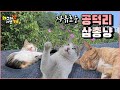 🐈🐈🐈자유영혼 공덕리 삼총냥🐈🐈🐈 노랭이 만냥이 꼬맹이