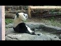 今日のシャンシャン　１０月３日　上野動物園　香香　パンダ