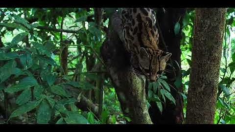 القارئ الليبي عبد الحميد القريو 