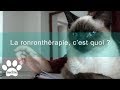 La ronrontherapie cest quoi   assur opoil