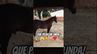 Olha que pelagem linda desse animal, Garanhão mangalarga marchador!😱🤩🫶🏻🐎🏡♥️🏇🏻