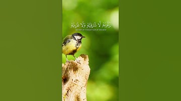 تلاوة رائعة للشيخ ماهر المعيقلي للآية 35 من سورة النور