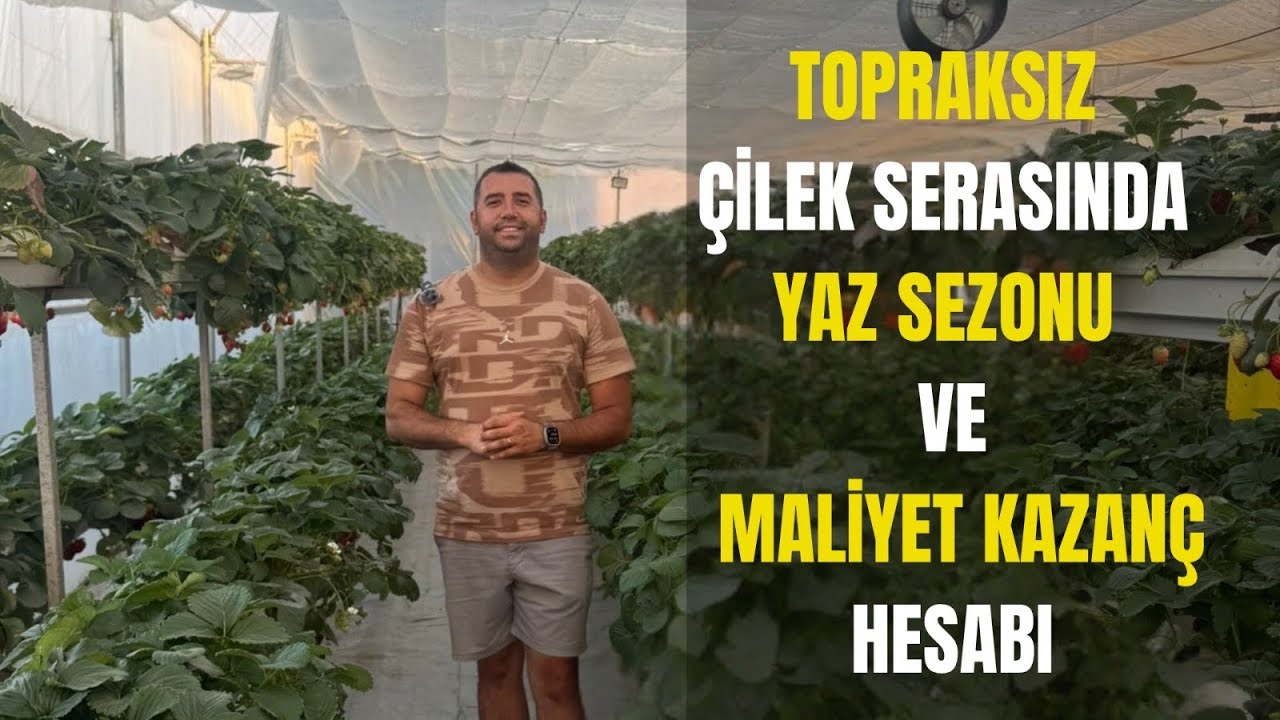 Topraksız çilek serasında en çok merak edilenler.