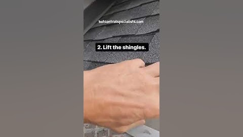 Secrets Of Bat Control. Finding Where The Bats Get In. #bats #batcontrol #construction #batremoval