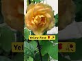 Yellow 🌹 Rose 🥀