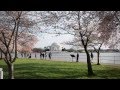 Climate Change and Cherry Blossoms in Washington, D.C.