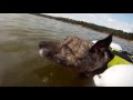 June 19th 2016 swim with my 14 year old dog - Zulu.