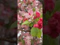 🌸 Sounds of the wind blowing - The trees are in bloom with pretty pink blossoms -  꽃들 #shorts