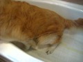 My dog Golden Retriver love to Wee Wee in Bathtub