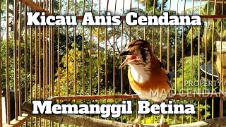 Suara Anis Cendana Gacor Memanggil Betina