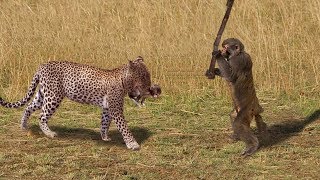 Hero Monkey Save Baby Gazelle From Cheetah Hunt . Baboons vs Leopard | Aniamals Save Another Animals Hero Monkey Save Baby Gazelle From Cheetah Hunt . Baboons vs Leopard | Aniamals Save Another Animals