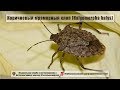 Коричневый мраморный клоп (Halyomorpha halys)