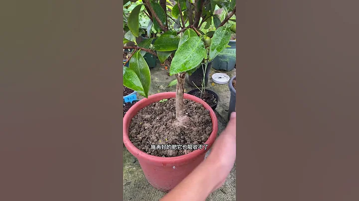茶花是酸性植物，只有滿足她，才能愛開花#茶花 #養花 #花卉綠植 - 天天要聞