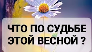 ЧТО ПО СУДЬБЕ ЭТОЙ ВЕСНОЙ ?