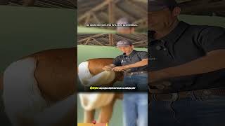 Bu Adam Her Gün Atın Tüylerini Kesiyormuş