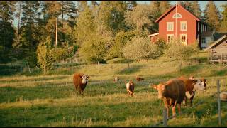 the first evening in a long time that felt easier | cinematic visual diary screenshot 4