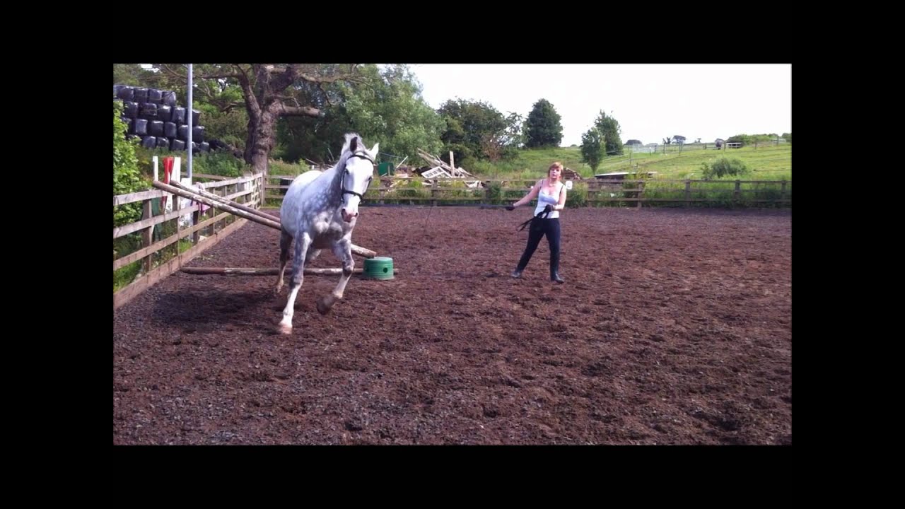 BSJA/Eventing Sports horse FOR SALE!! YouTube