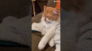 This cat got rejected.#shorts