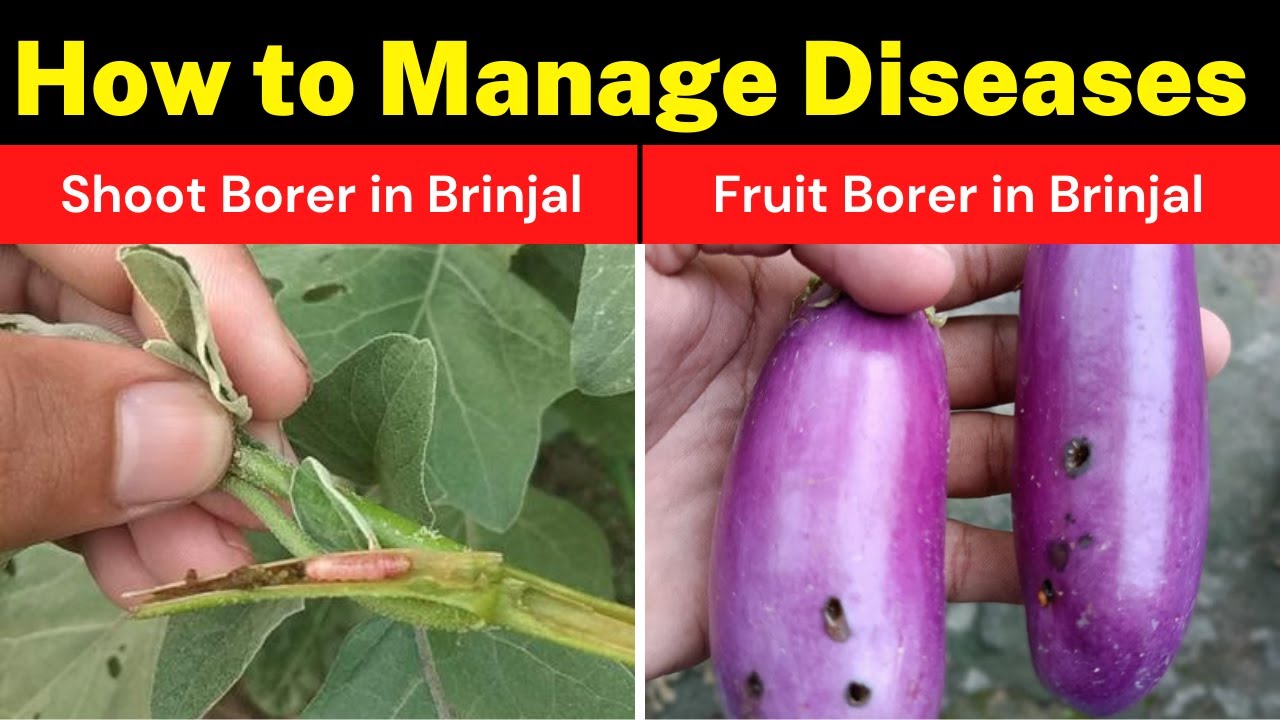 Shoot and Fruit Borer In Brinjal (Symptoms and Management) Krishi
