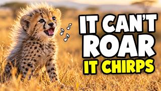 The Cheetah Is Not What You Think: 100 Facts in 2 Hour