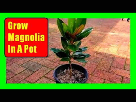鉢植えでマグノリアの木を育てる方法：マグノリアケアのヒント