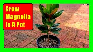 How To Grow Magnolia Trees In Pots:  Magnolia Care Tips