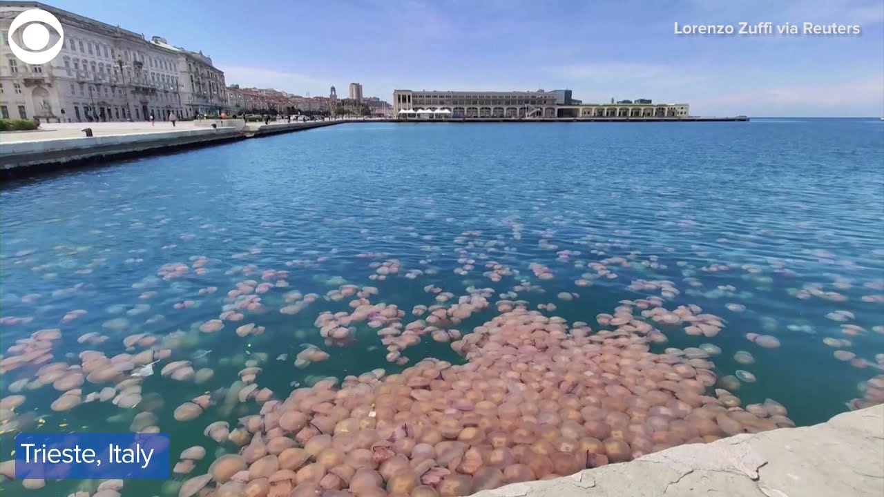 Gathering of jellyfish in Italian harbor YouTube