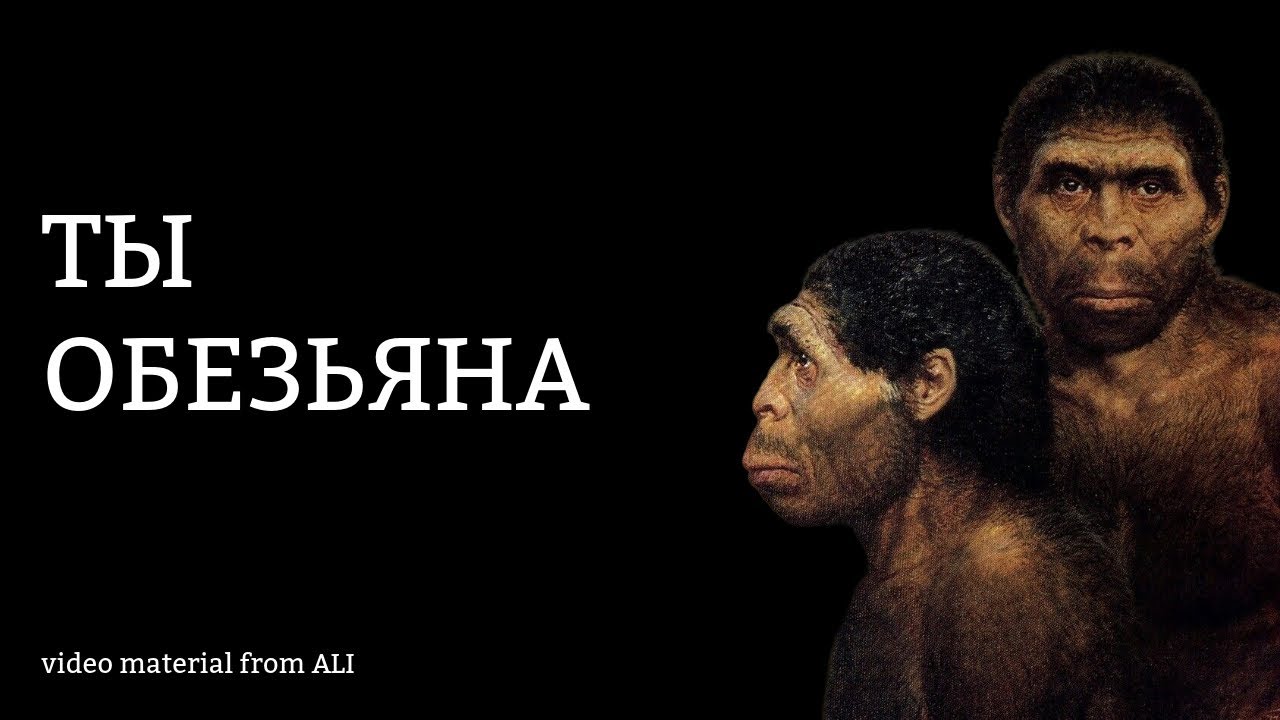 ТЫ ОБЕЗЬЯНА 