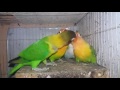 Indukan Lovebird meloloh anakan umur 40 hari