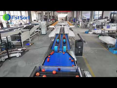 🍅⚙️Dual-Lane Tomato Weight Sorting Machine – ±2g Accuracy, 50,000 pcs/h
