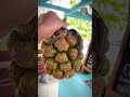 Экзотические фрукты с Бали экзотическиефрукты бали пандан фрукты 