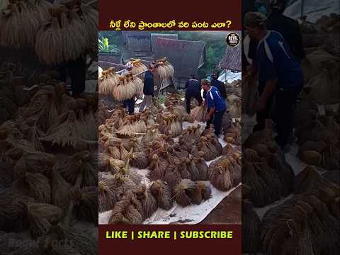 Upland Rice: నీళ్లే లేని కొండలపై వరి ఎలా పండిస్తున్నారు? 🌾🤯 #youtubeshorts #ytshorts #viral