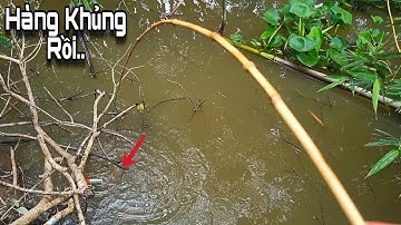 Tập 1 - Cứ Về Xứ Này Câu Cá Rô Đồng Là Giật Đã Tay, Đụng Độ Hàng Khủng Kéo Không Lên Luôn