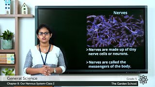 Grade 5 General Science Chapter 8 Class 2 Spinal Cord, Nerves and Nervous System Works