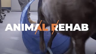 Vet Tech Companion Animal Physical Rehabilitation - Veterinary Sciences | Northern College