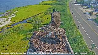 BL Osprey Cam Highlight - Fledge day!! by Conserve Wildlife Foundation of NJ 2,647 views 2 years ago 3 minutes, 6 seconds