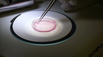Live Cell on the HPM Live µ