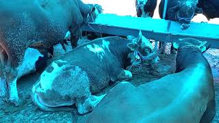 Bu sene ki Kurbanmızı aldık çok şükür Allah'ım kabul etsin