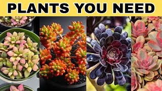Top 30 Colorful Succulents That Are Incredibly Beautiful