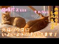 【極寒耐える小屋】溶けるほど温かい外猫ハウスを、更に改良した結果がこれよ。