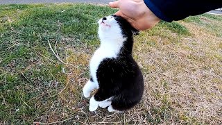 伸び上がって撫でられようとするハチワレ猫ちゃん